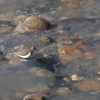 イソシギ Common Sandpiper