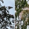 梅雨入り，入梅を詠んだ短歌　　梅雨入り3日目．今日はいかにも梅雨！という１日でした．　木下闇（こしたやみ）くらき窓べにこもりつゝ物思ひ痩（や）する梅雨となりけり　太田水穂　　梅雨に入りそだち著（しる）けき草を見れば秋のさ庭しおもほゆるかも　尾山篤二郎　　いつしかも暁方（あけがた）白き戸の隙（ひま）に目をやりてゐる梅雨にいるらし　河野愛子　　入梅のあめやすらかに降り出でぬ眠りを覚めし夜半のひとりに　初井しづ枝