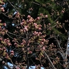松江の桜が開花したようです