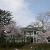 桜満開！松江城山公園。（旅するニッポン、春たけなわ；その7）