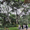 パワースポット＆ヒーリングツアー⑤　ワヒアワ植物園で木々のエネルギーに圧倒される