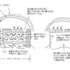 【運命共同体社会】農漁村に原発は相容れない（その三）