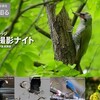 野鳥撮影ナイト