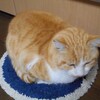 【へたくそ写真集】猫の鼻の写真が撮れないのだった。