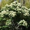 栗の花