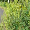 秋にも花粉症に悩まされるなんて・・油断してました