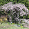 大日向観音堂・夫婦桜に思うこと・・