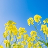 『菜の花の沖』想像を掻き立てる紅鱒（ベニマス）加工