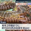 年末年始の贈答用　クルマエビの出荷ピーク【熊本】