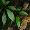 Homalomena sp"Phantom"WS from Bukittinggi【AZ0823-8】