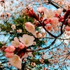 やっと桜が咲きまして