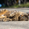 玄海諸島のねこさん