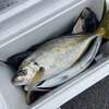 魚の嫌な臭い対策！『魚の生ゴミ臭い消し』はペット用ゴミ袋を使え！