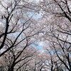 さくらさく