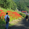 日高市・巾着田の曼珠沙華（彼岸花）