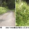 道沿いの草刈り