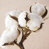 寒さ対策♪耳の穴を冷やさない