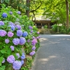 阿弥陀寺の紫陽花