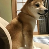 柴犬あきとの生活　154