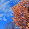 豊平区で人気の散策路！桜鑑賞！水鳥観察！晴れたらイイネ！　月寒公園