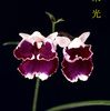 今日の花（2012.5.18）