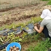 ジャガイモの収穫