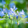 夏の庭の花