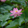 咲き始めた蓮の花　府中市郷土の森