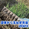 【玉ねぎ育苗結果】苗を買うより自分でタネから育てるメリットは？(2023)