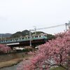 2005年 河津桜と伊豆急　