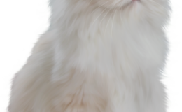 記事を見る