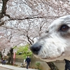 ❝満開の桜🌸❞　2021年3月25日