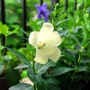 今日は、白のキキョウが「ぽんっ」と花開く！