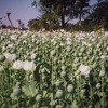 Why did opium never catch on in Japan?
