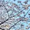 学校の桜、ほぼ満開でした♪