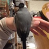 最近の文鳥