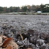 今冬初めて氷点下のポタ