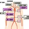   【基礎から学ぶ】大動脈の分岐【解剖生理学】