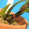 Bulbophyllum tortuosum