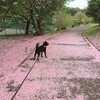 桜色の散歩道