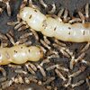 Termite Control To Shield Your Property