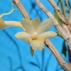 Dendrobium sp.   kalimantan island産