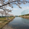 桜が満開です