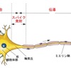 脳は粘土のようなものなの