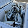 シーズン最後？の爆釣！