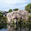 しだれ桜