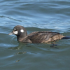 近所の県に鳥を見に行った日記（２０２２　０２１０）その２。