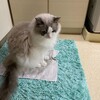 何度もころりんして僕の帰りを大歓迎してくれたふくちゃん