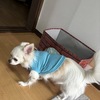 犬服失敗したけど…