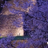 兼六園・金沢城「夜桜花見」ライトアップ2020年【辰巳櫓編】